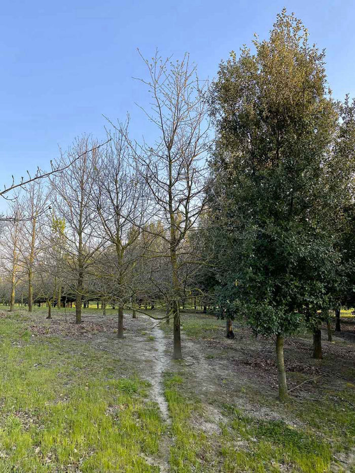 maintenance-in-the-forest-tuscania