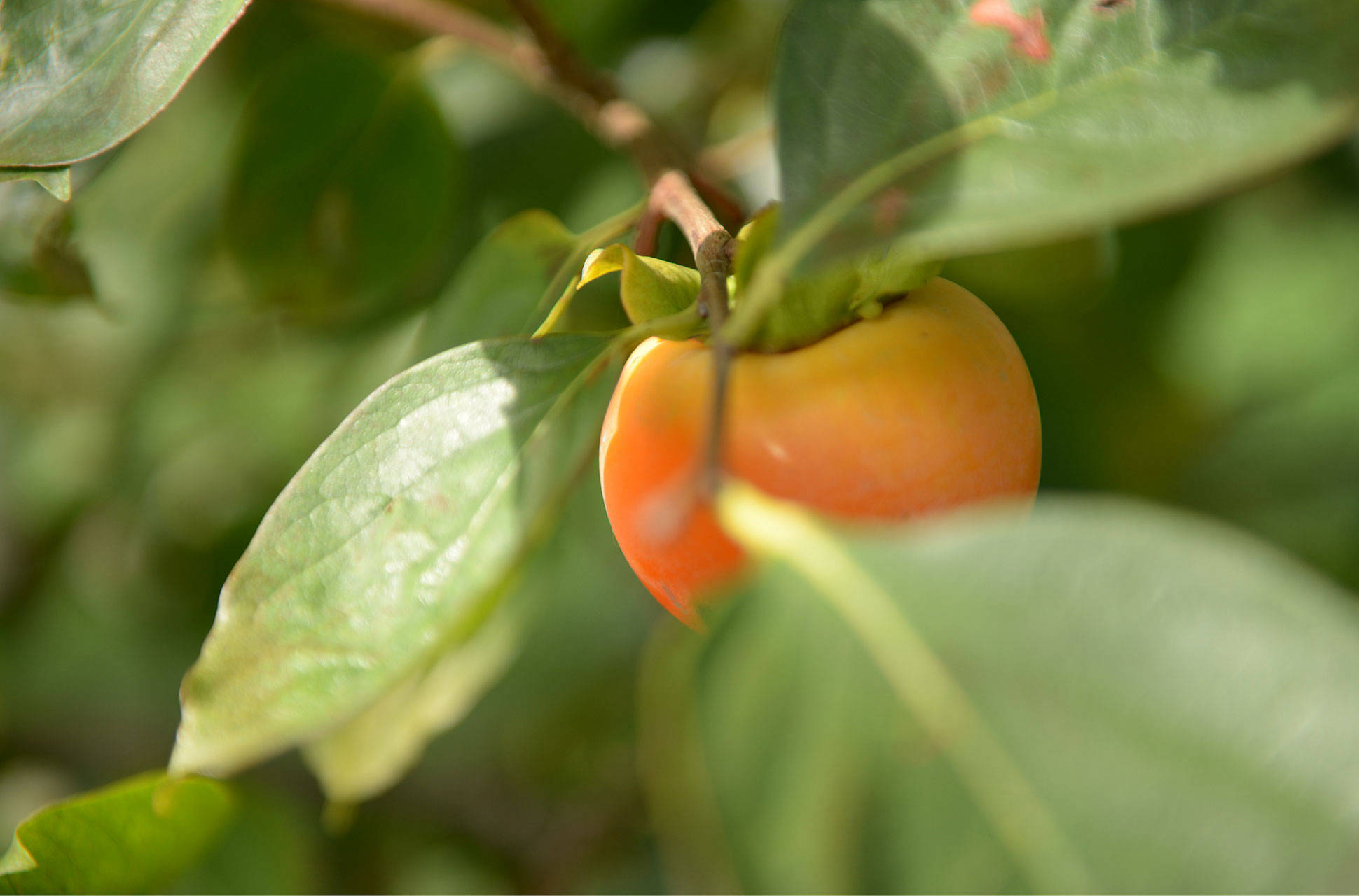 persimmon-in-autumn-arteagricoltura