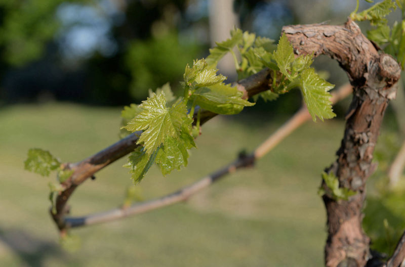grapevine-arteagricoltura