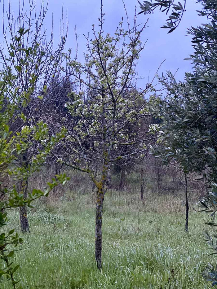 pear-blossom-arcipelago-tuscania