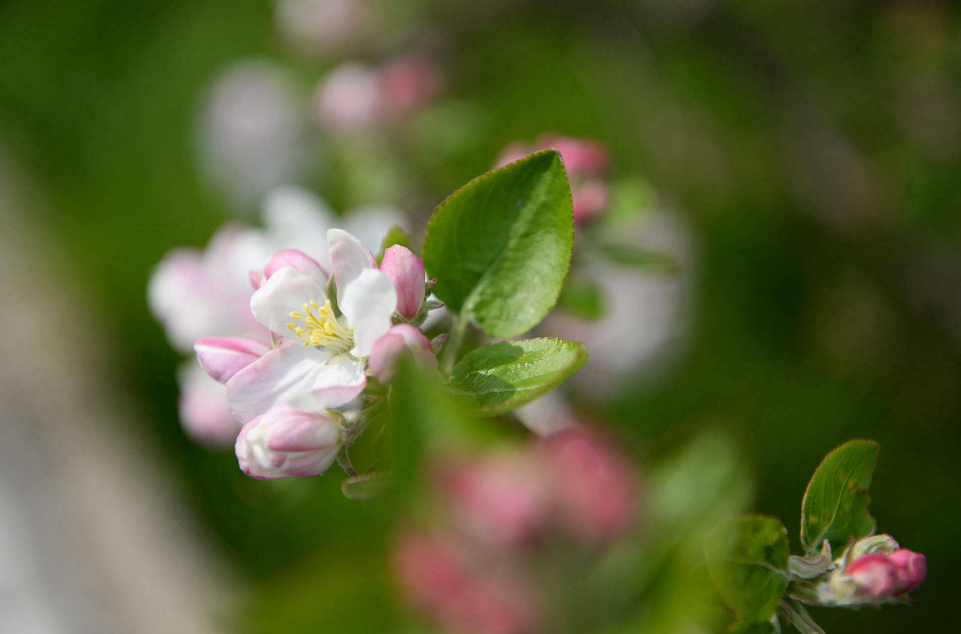 spring-apple-blossom