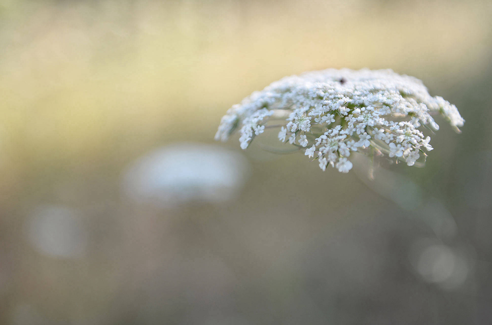 queen-elisabeth-tuscania