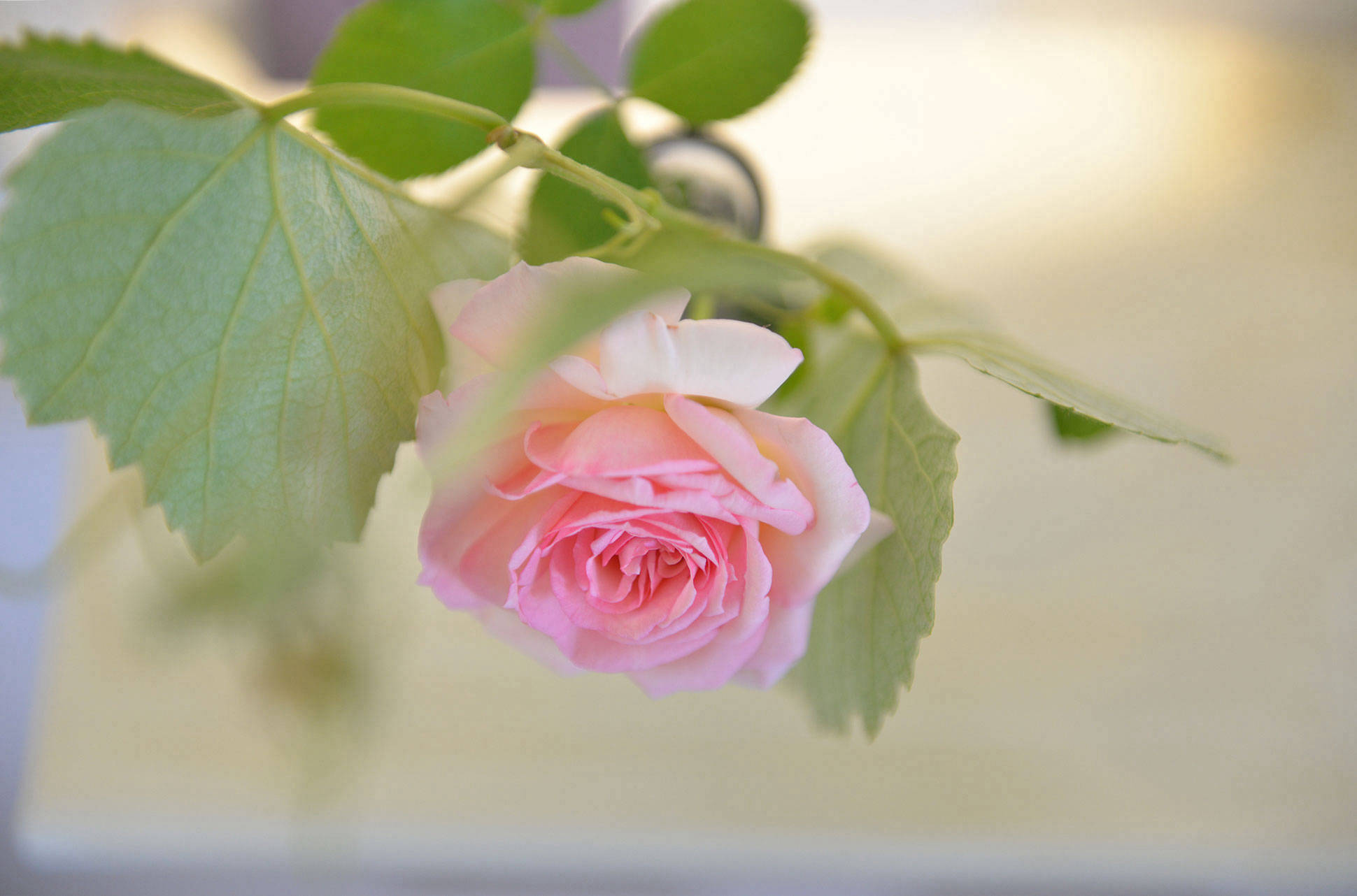 fresh-seasonal-roses-in-the-room