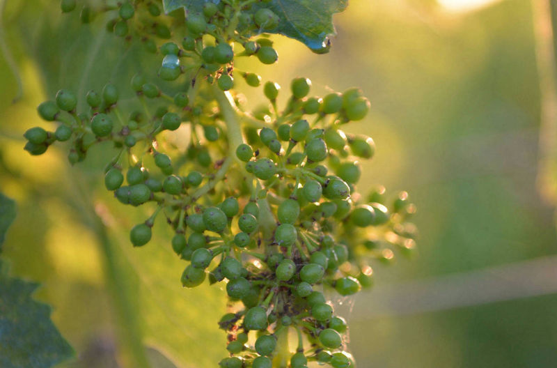 white-grapes-artwine-vinodartista
