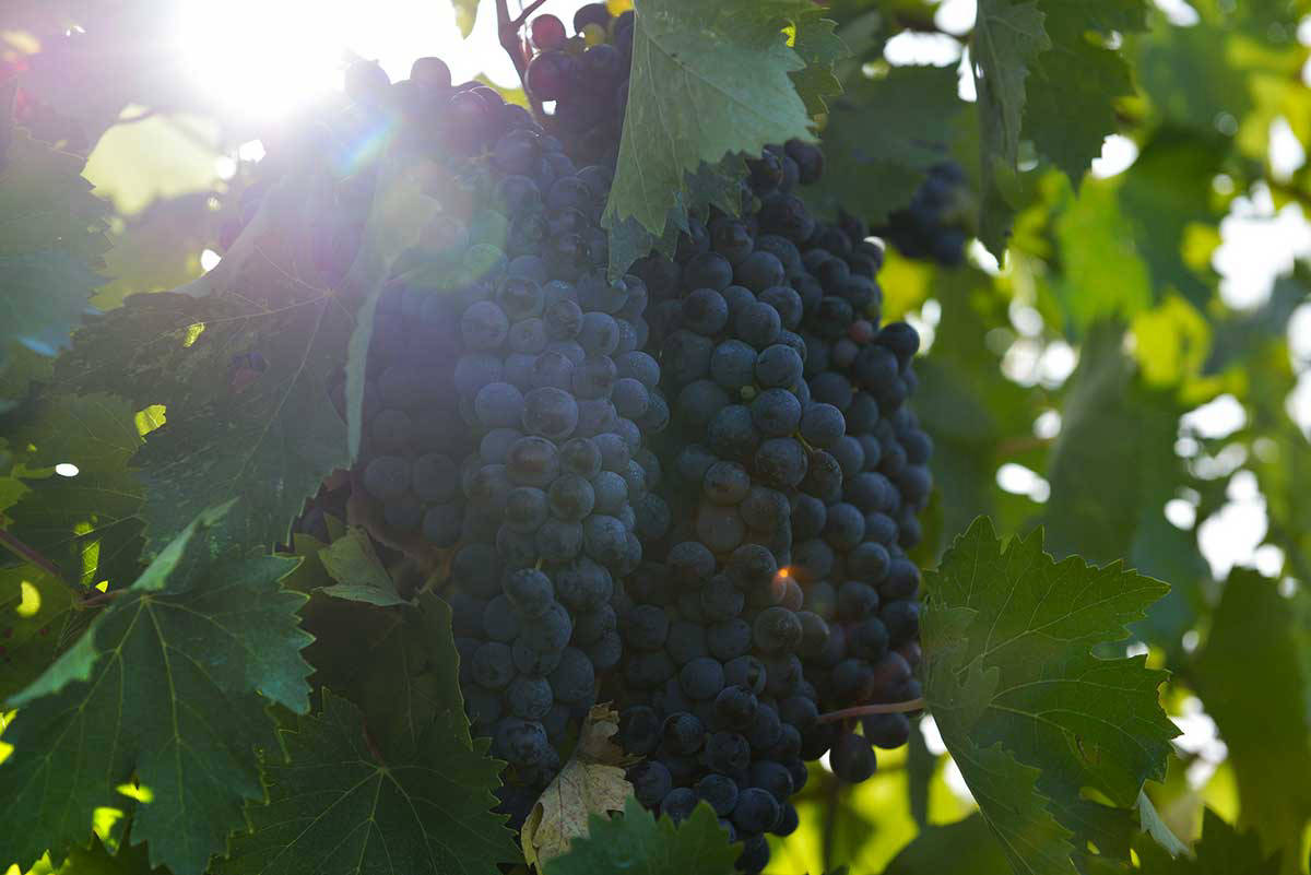 uve-nere-per-vino-bio-rosso-e-rosato