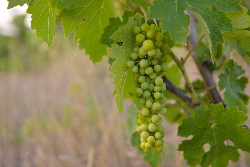 organic-white-grapes